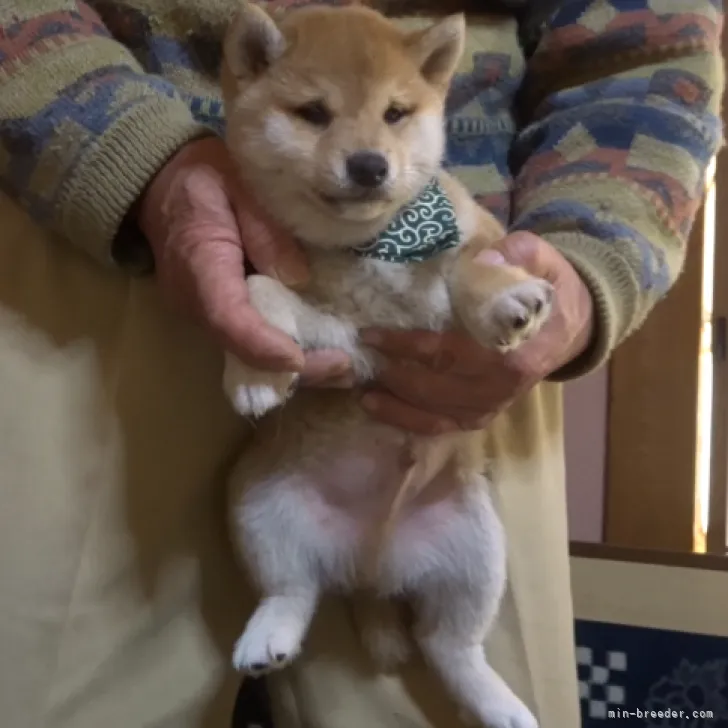 ID:2301-04293の子犬