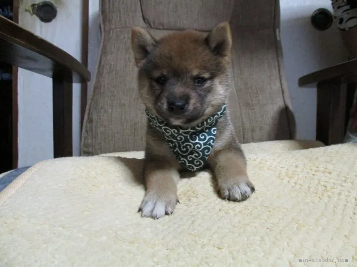 みのる 様のお迎えした子犬