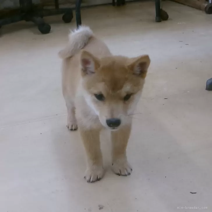 ID：2310-05459の子犬
