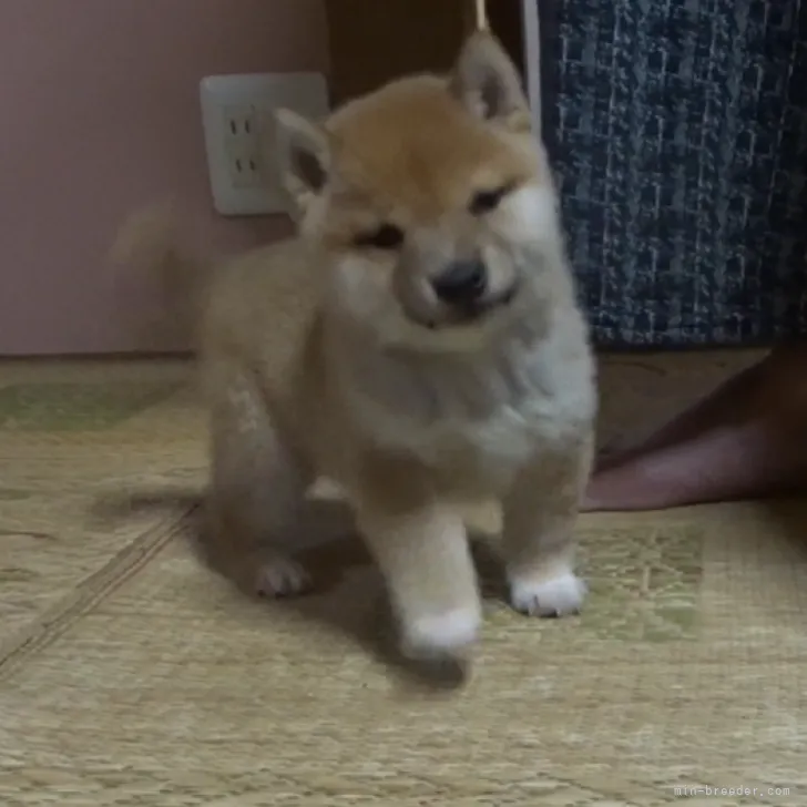 ID:2304-05844の子犬