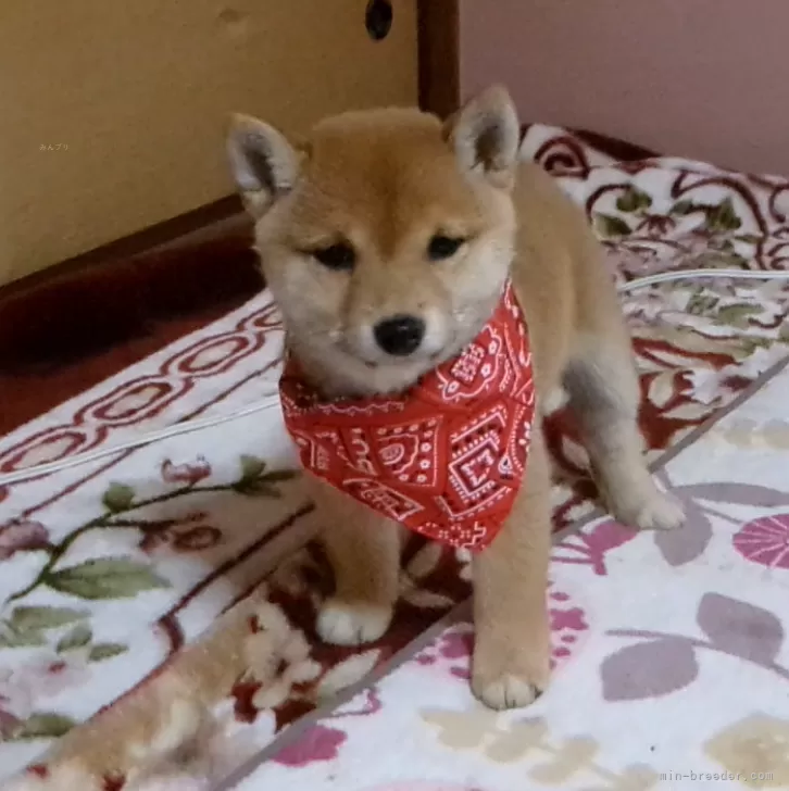 C.Ｉ 様のお迎えした子犬
