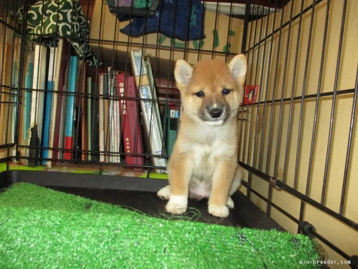 ID:1709-02449の子犬