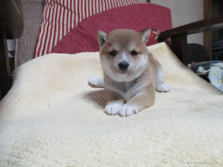 palmeg 様のお迎えした子犬