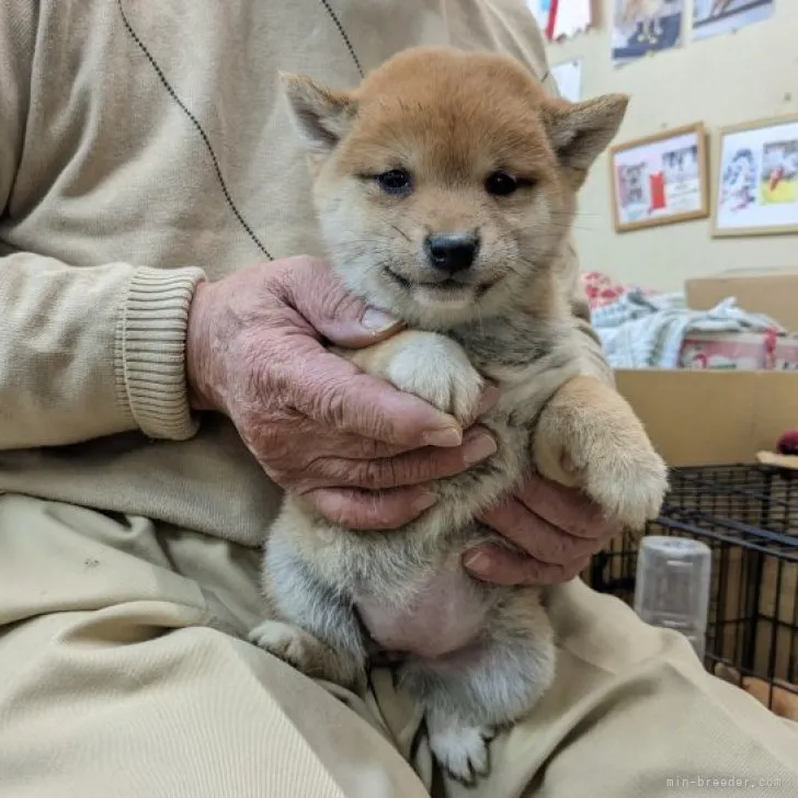 K.Ｉ 様のお迎えした子犬