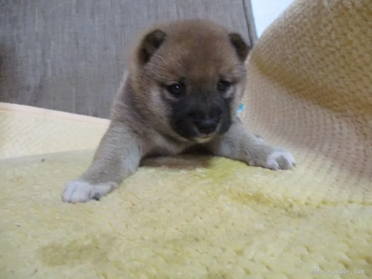 クラウン 様のお迎えした子犬