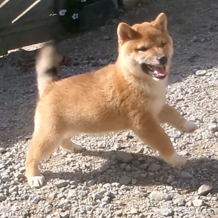 Y.T 様のお迎えした子犬