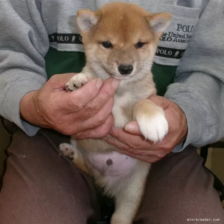 ID:2405-03155の子犬