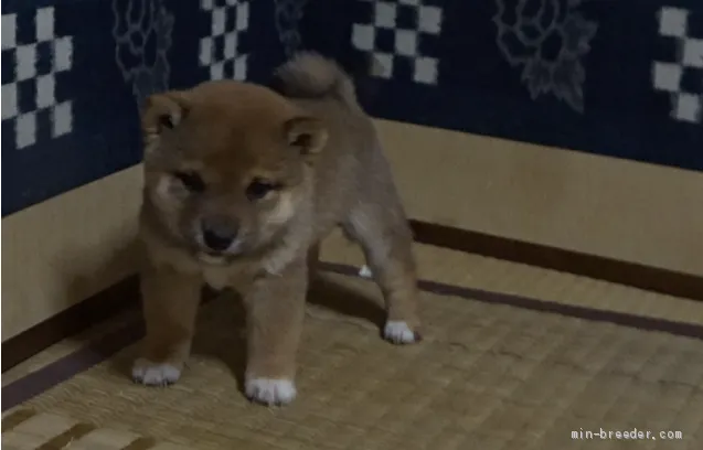 ID:2011-01109の子犬