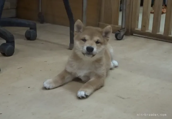 S.S 様のお迎えした子犬