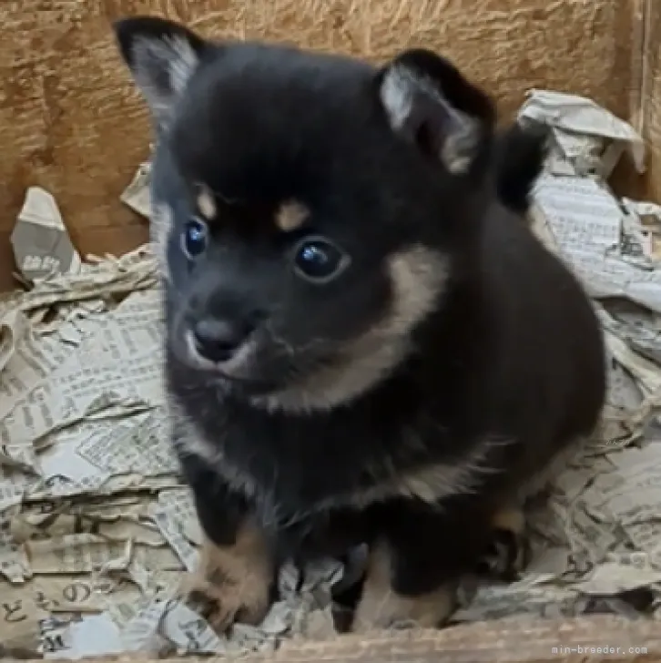 ID:2311-01030の子犬