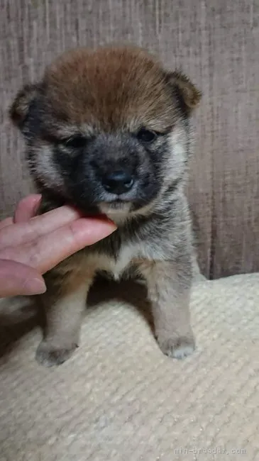 こたはる 様のお迎えした子犬