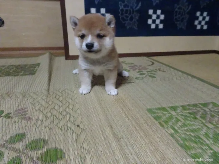 ID:2104-00565の子犬