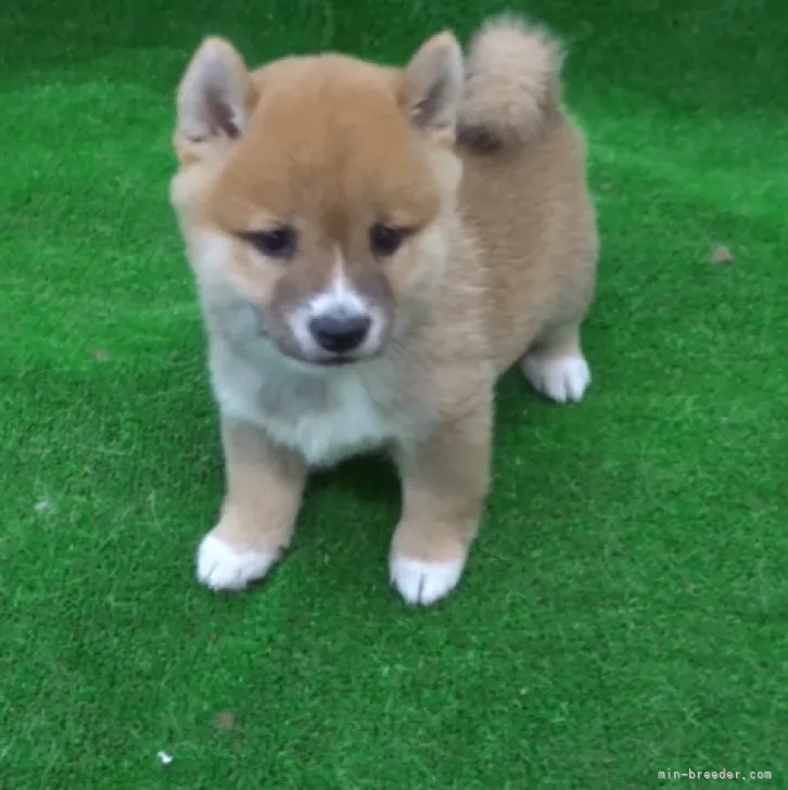 豆柴ちゃん 様のお迎えした子犬