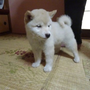 柴犬(豆柴)【佐賀県・女の子・2022年12月26日・白】の写真「仕草も容姿もとても可愛らしい愛くるしい娘です。」