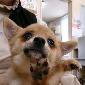 ミックス(チワワ×豆柴)【佐賀県・女の子・2023年9月8日・赤】の写真「お目目がクリクリで丸々でお顔がすごく可愛い私です。」