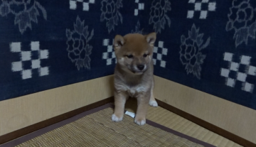 柴犬(豆柴)【佐賀県・女の子・2020年10月5日・赤】の写真「お目目がとても魅力なとても元気な可憐な娘です。」