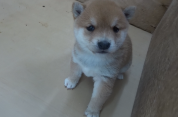 柴犬(豆柴)【佐賀県・女の子・2021年1月26日・赤】の写真「色相い、お顔共に大変上品で上質の娘です。」