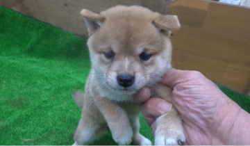 柴犬(豆柴)【佐賀県・女の子・2021年9月8日・赤】の写真「丸々と太ってどこか王者の風格漂う逸品です。」