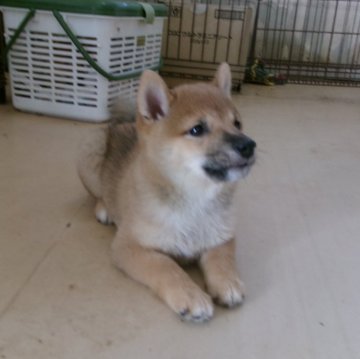 柴犬(豆柴)【佐賀県・男の子・2024年8月9日・赤】の写真「骨量に富んだしっかりした体躯の男の子です」