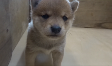 柴犬(豆柴)【佐賀県・女の子・2021年1月26日・赤】の写真「美人姉妹の妹。上品でお洒落な子です。」