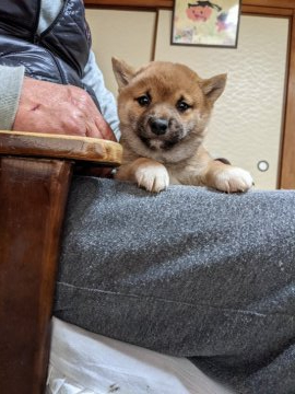 柴犬(豆柴)【佐賀県・男の子・2020年11月29日・赤】の写真「利口そうな顔立ちでいておっとりしていて魅力的な子」