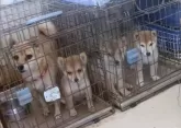 豆柴【佐賀県・男の子・2023年9月16日・赤】の写真3「右から2番目です。」