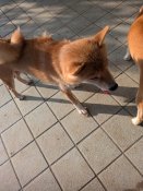 柴犬【・女の子・2022年1月16日・赤】「授乳ですっかり瘦せてしまっています」