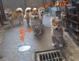 豆柴【・女の子・2018年5月20日・赤】