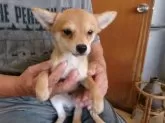 ミックス(チワワ×柴犬)【佐賀県・男の子・2024年3月24日・赤】の写真4