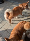 柴犬【・女の子・2022年1月16日・赤】「授乳で瘦せても見事な尻尾です」