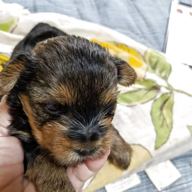 なおピー 様のお迎えした子犬