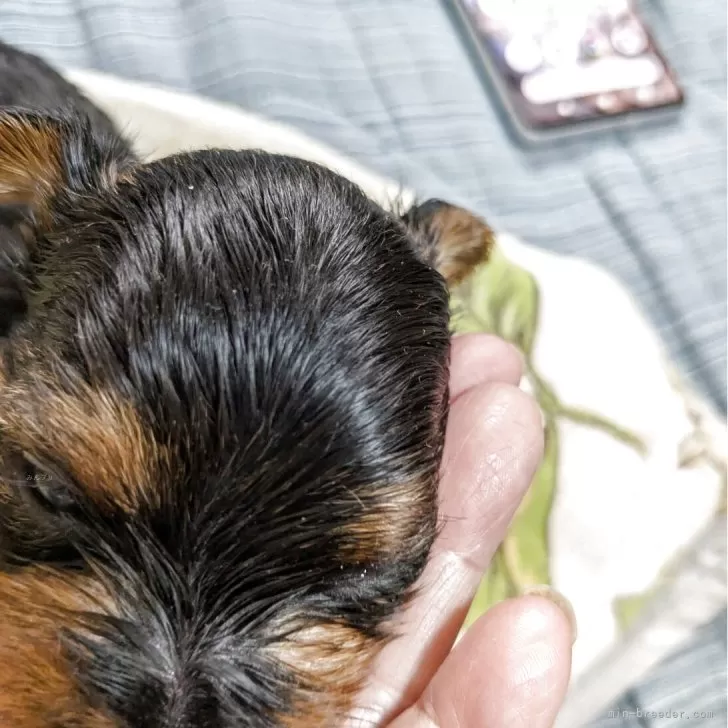 ID:2507-03389の子犬