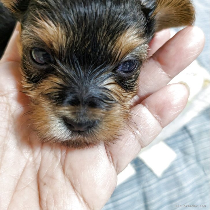 なおピー 様のお迎えした子犬