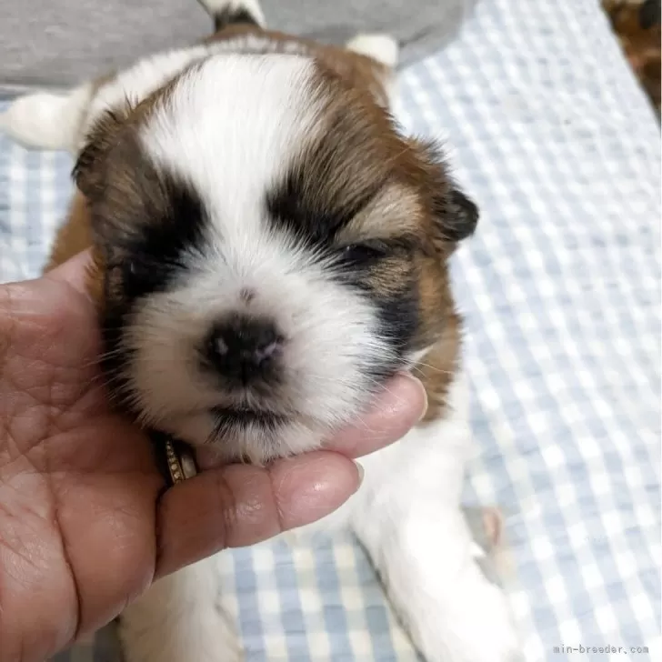 ID：2505-02791の子犬