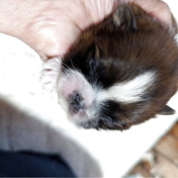 シーズー【神奈川県・女の子・2025年12月3日・ホワイトアンドゴールド】の写真「おデブで可愛い❤」