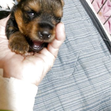 ヨークシャーテリア【神奈川県・男の子・2025年6月23日・ステイルブルーアンドタン】の写真「かわいい男の子です、ずっしりとした、いい子です」