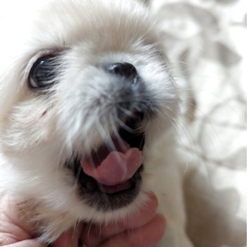 ペキニーズ【神奈川県・男の子・2025年7月21日・白】の写真「他の子より小さめ」