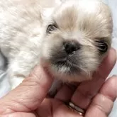 ペキニーズ