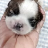 シーズー