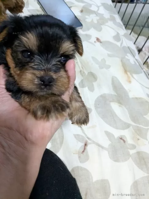 ID:2407-01942の子犬