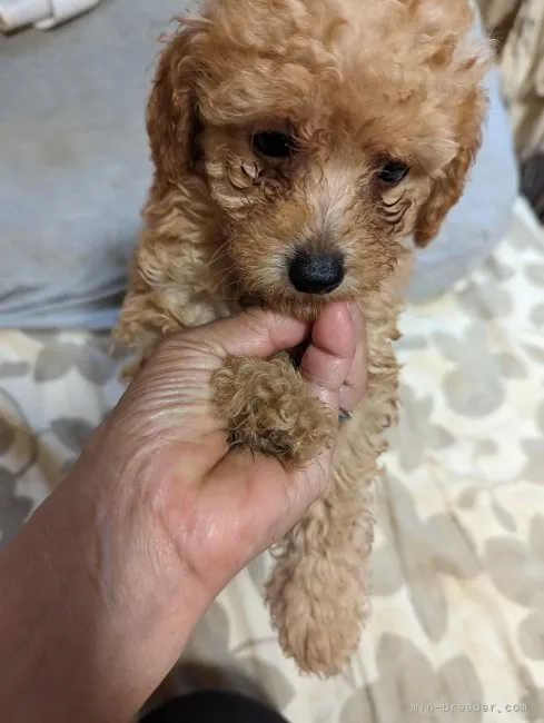 ID：2306-02104の子犬