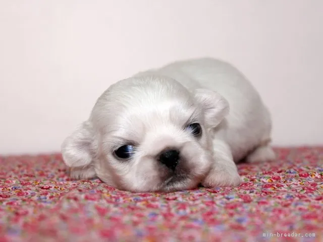 こうたファミリー 様のお迎えした子犬
