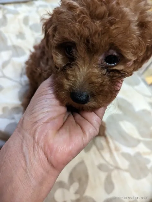 ID:2306-02105の子犬