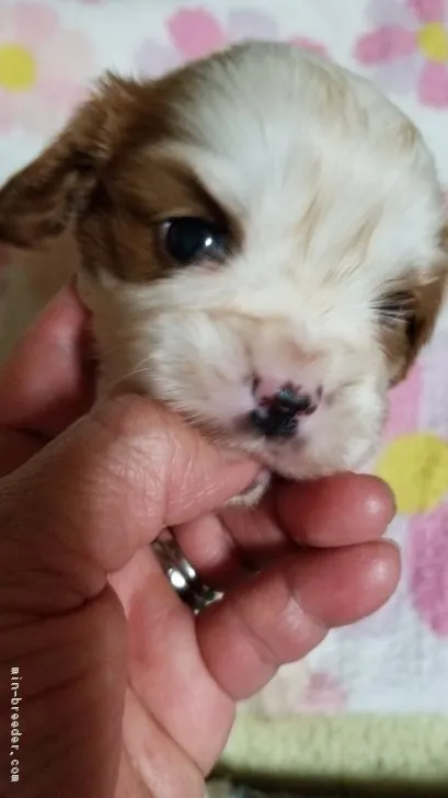 ID:1902-01472の子犬