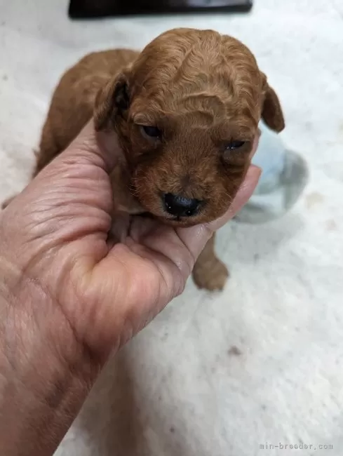 ID:2403-00277の子犬