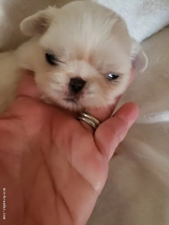 H.T 様のお迎えした子犬