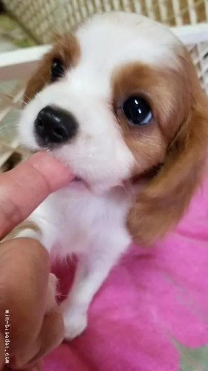 内田 様のお迎えした子犬