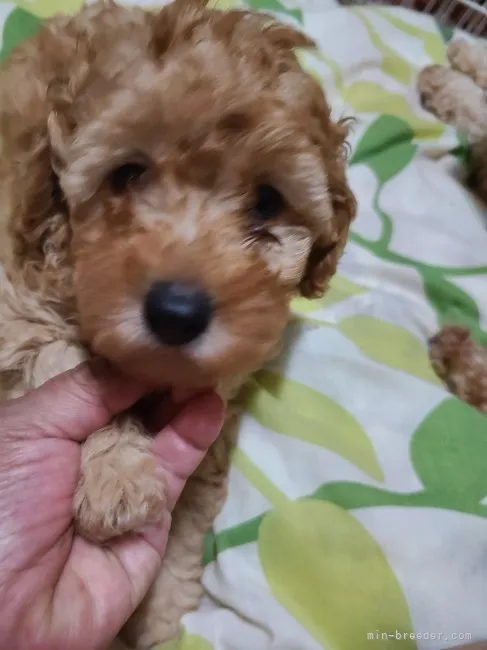 ID:2206-00428の子犬