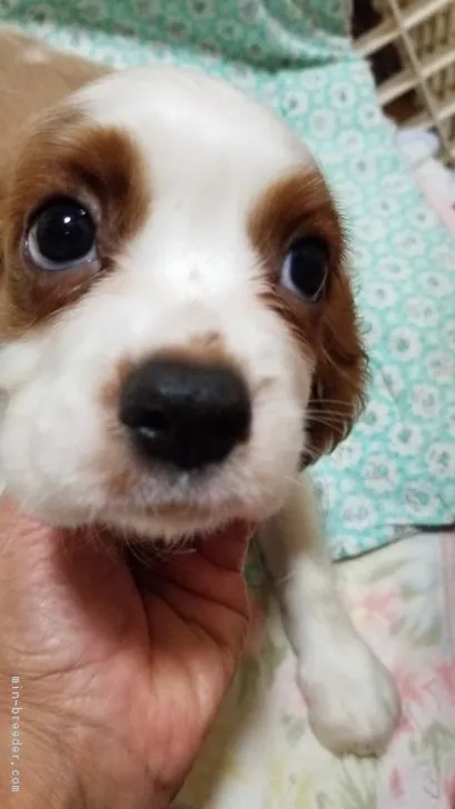 えみこ 様のお迎えした子犬