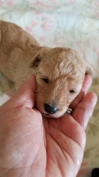 トイプードル(トイ)【神奈川県・女の子・2018年6月12日・アプリコット】の写真「一番遅く目が開きました」